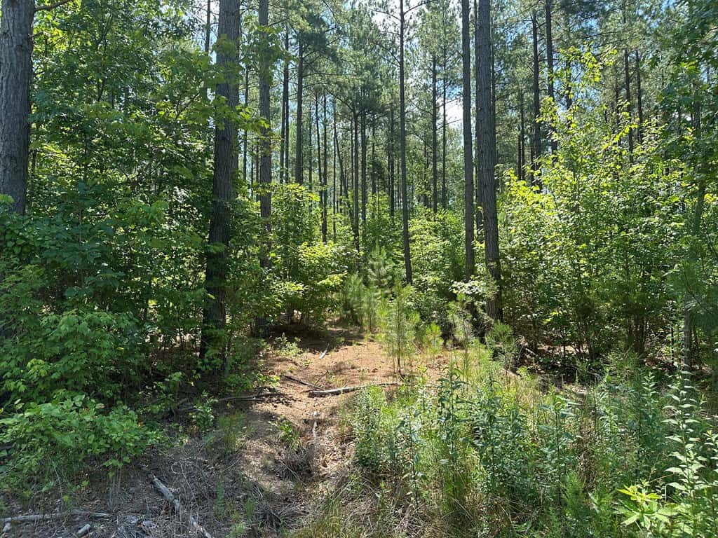 Wileman Wonder!! Premier 108.71-Acre Hunting & Timber Tract