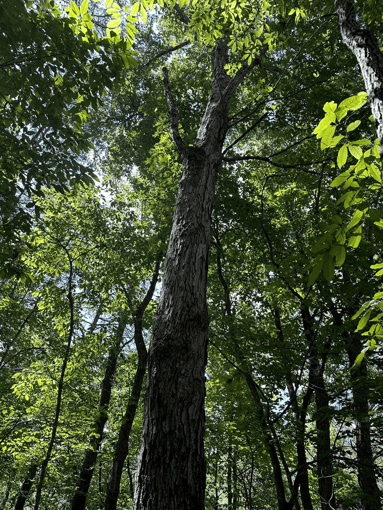 Wileman Wonder!! Premier 108.71-Acre Hunting & Timber Tract