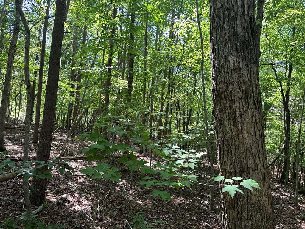 Wileman Wonder!! Premier 108.71-Acre Hunting & Timber Tract