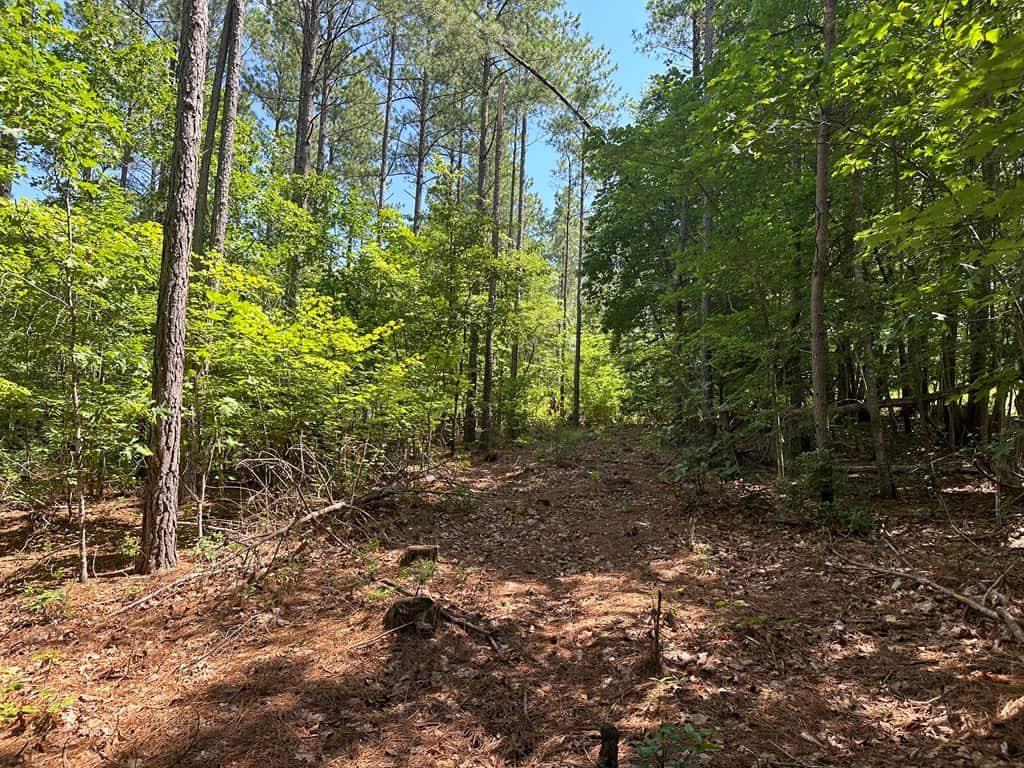 Wileman Wonder!! Premier 108.71-Acre Hunting & Timber Tract