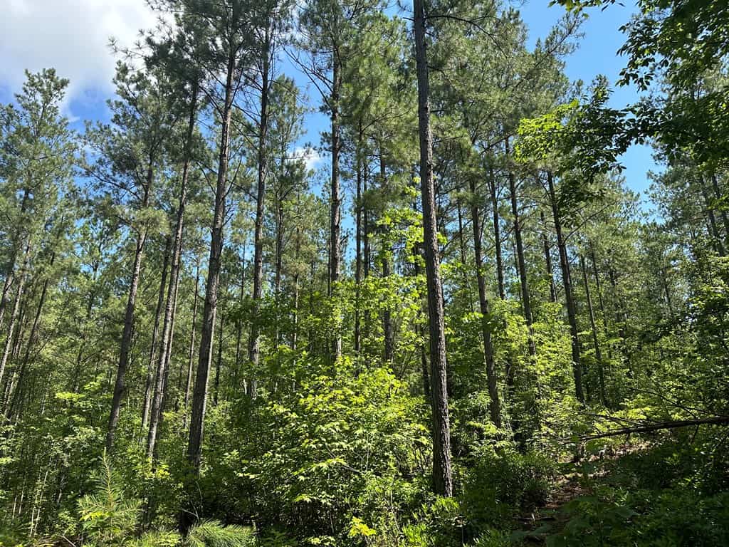Wileman Wonder!! Premier 108.71-Acre Hunting & Timber Tract