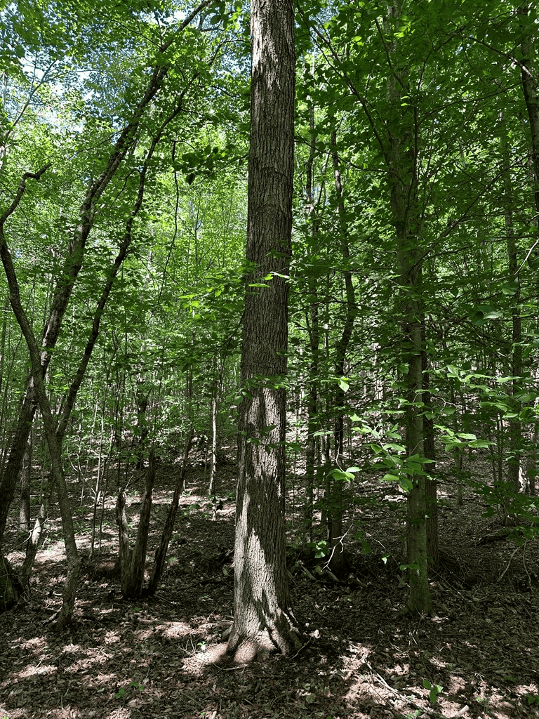 Wileman Wonder!! Premier 108.71-Acre Hunting & Timber Tract