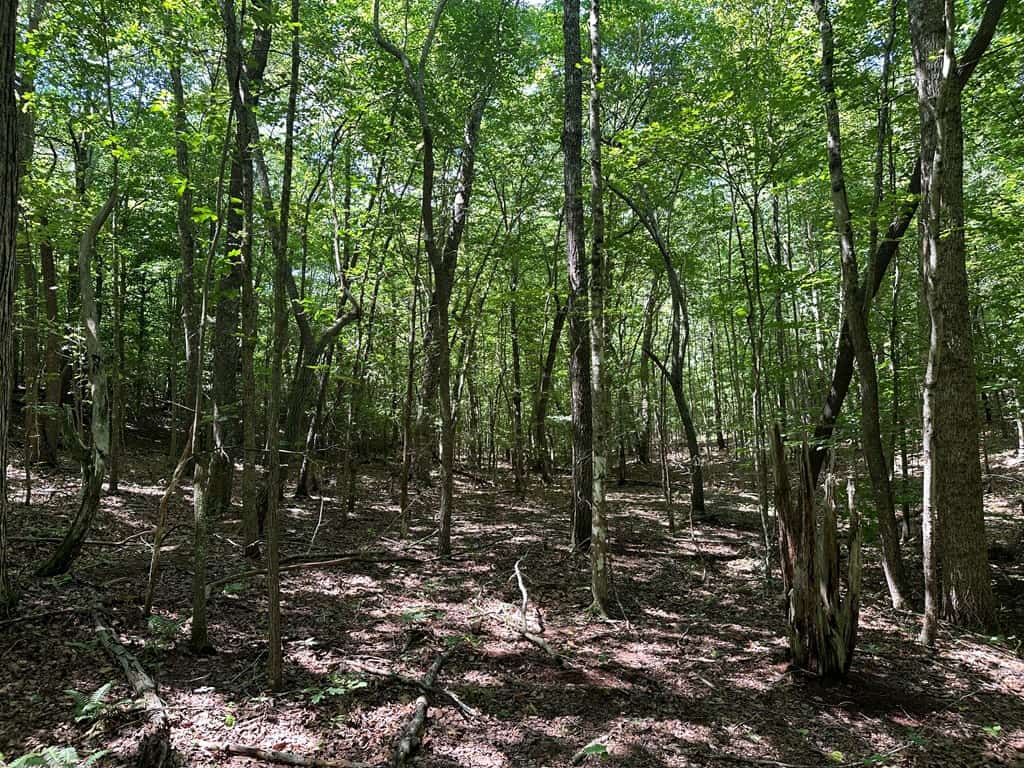Wileman Wonder!! Premier 108.71-Acre Hunting & Timber Tract