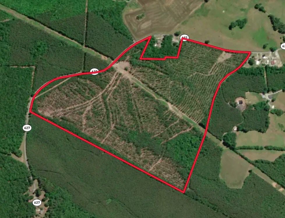 Wileman Wonder!! Premier 108.71-Acre Hunting & Timber Tract