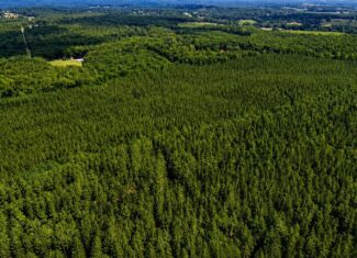 Wileman Wonder!! Premier 108.71-Acre Hunting & Timber Tract