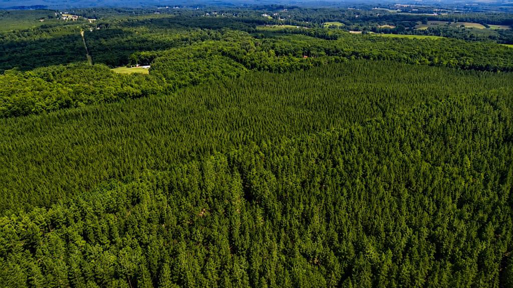 Wileman Wonder!! Premier 108.71-Acre Hunting & Timber Tract
