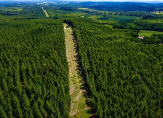 Wileman Wonder!! Premier 108.71-Acre Hunting & Timber Tract