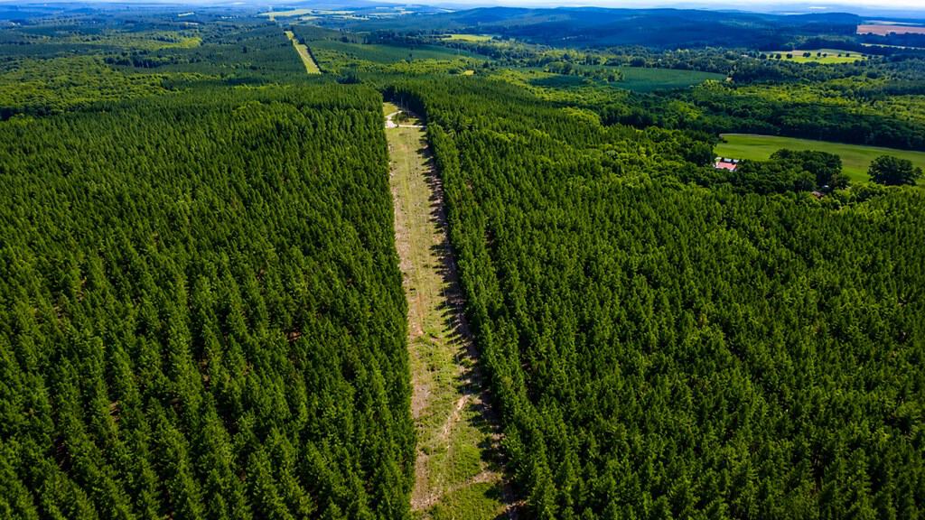 Wileman Wonder!! Premier 108.71-Acre Hunting & Timber Tract