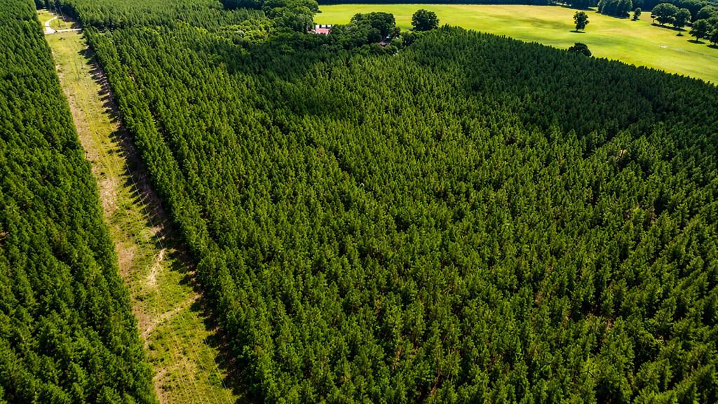Wileman Wonder!! Premier 108.71-Acre Hunting & Timber Tract