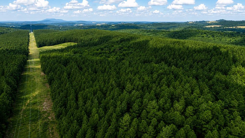 Wileman Wonder!! Premier 108.71-Acre Hunting & Timber Tract