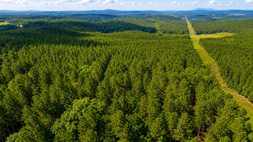 Wileman Wonder!! Premier 108.71-Acre Hunting & Timber Tract