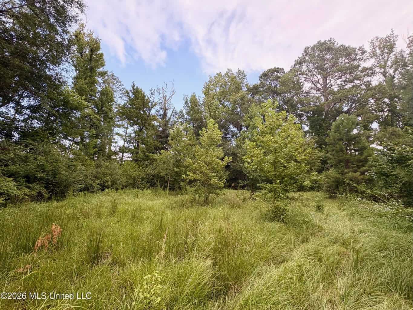 57 Acres Hunting Land for Sale in Gloster MS