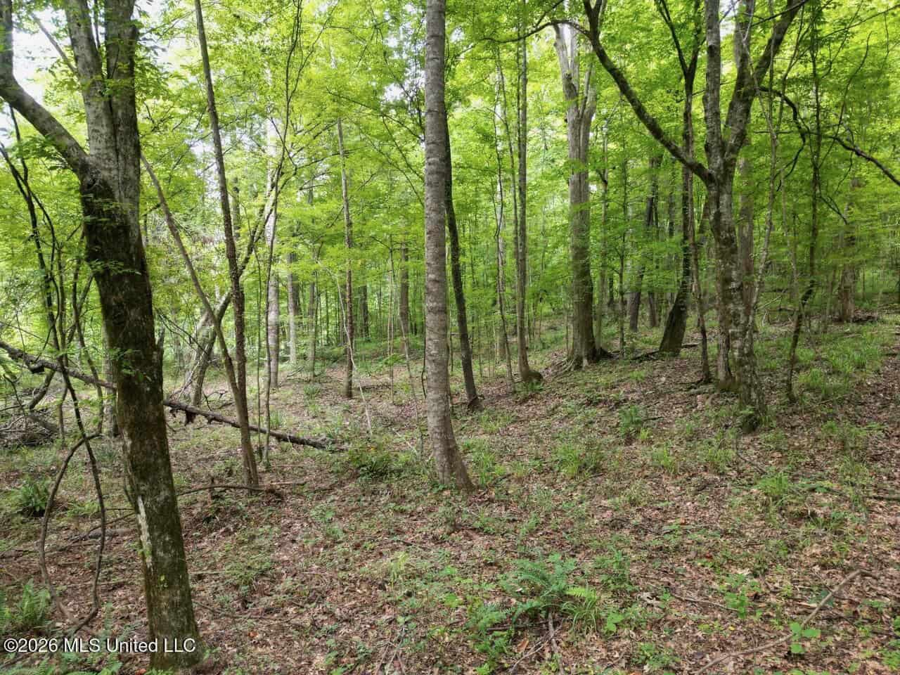 98± Acres in Natchez, MS on Second Creek
