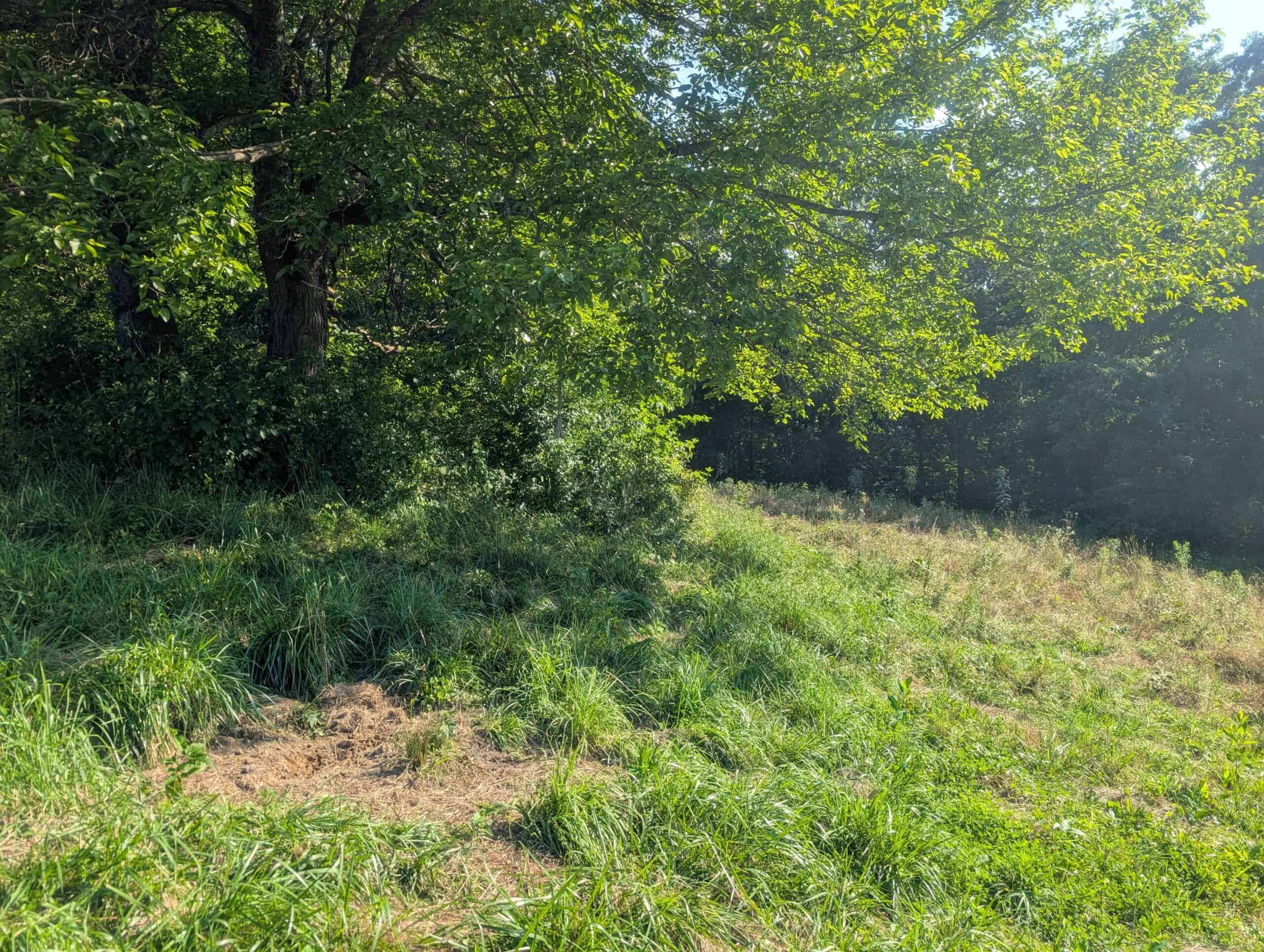 Dream Turnkey Morgan County Hunting Property