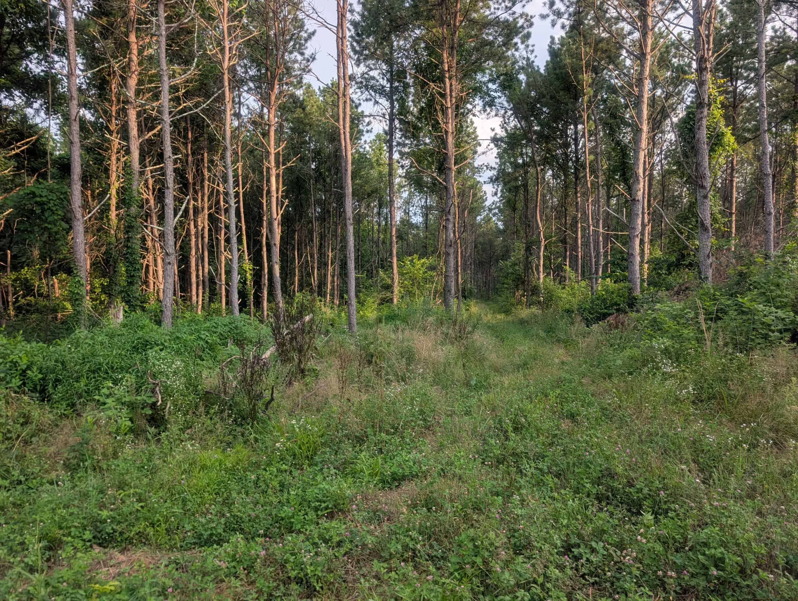 Secluded Turnkey Hunting Property