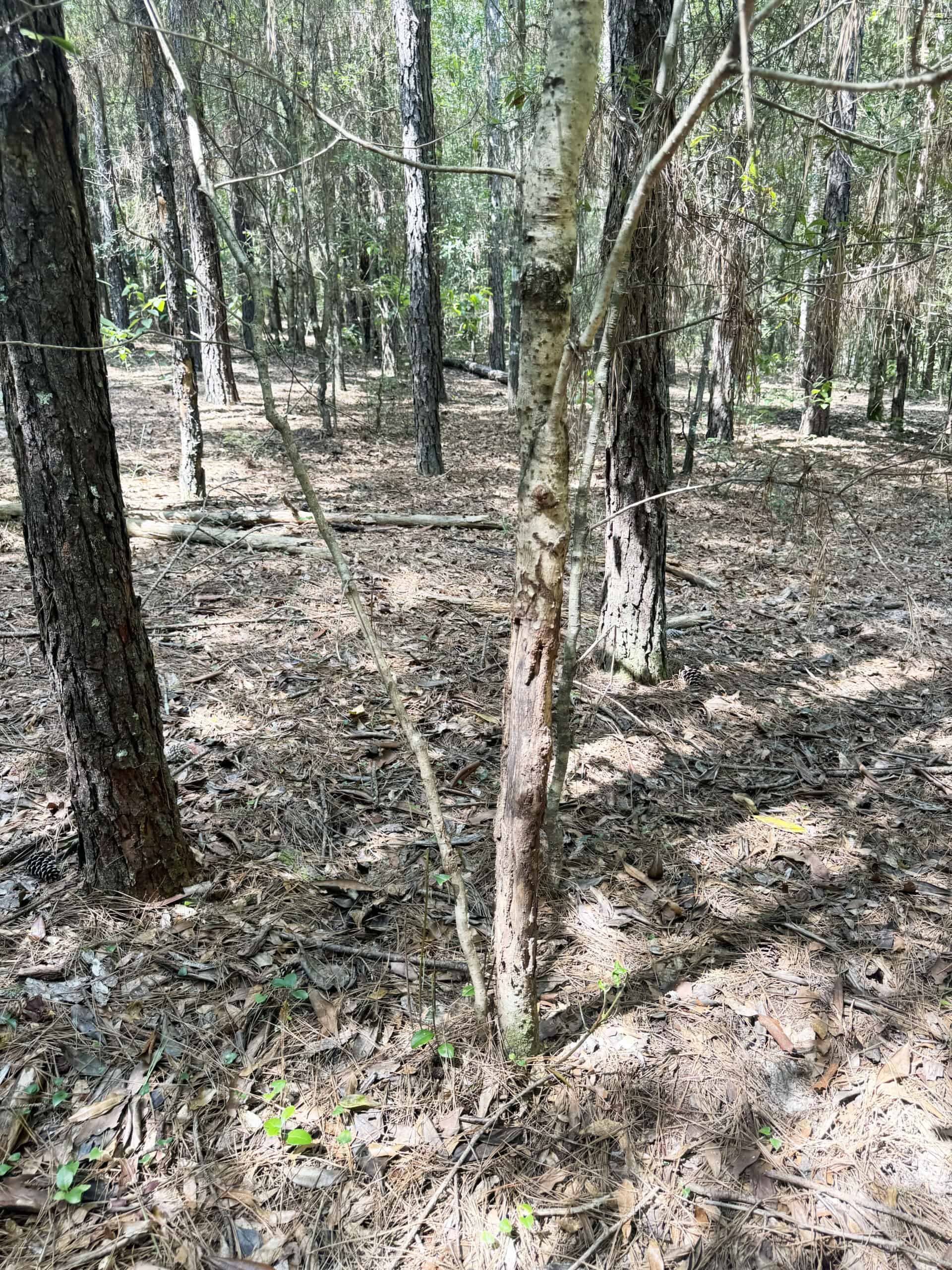 Cotton House Tract: premier 545ac hunting & recreational property in Randolph Cty