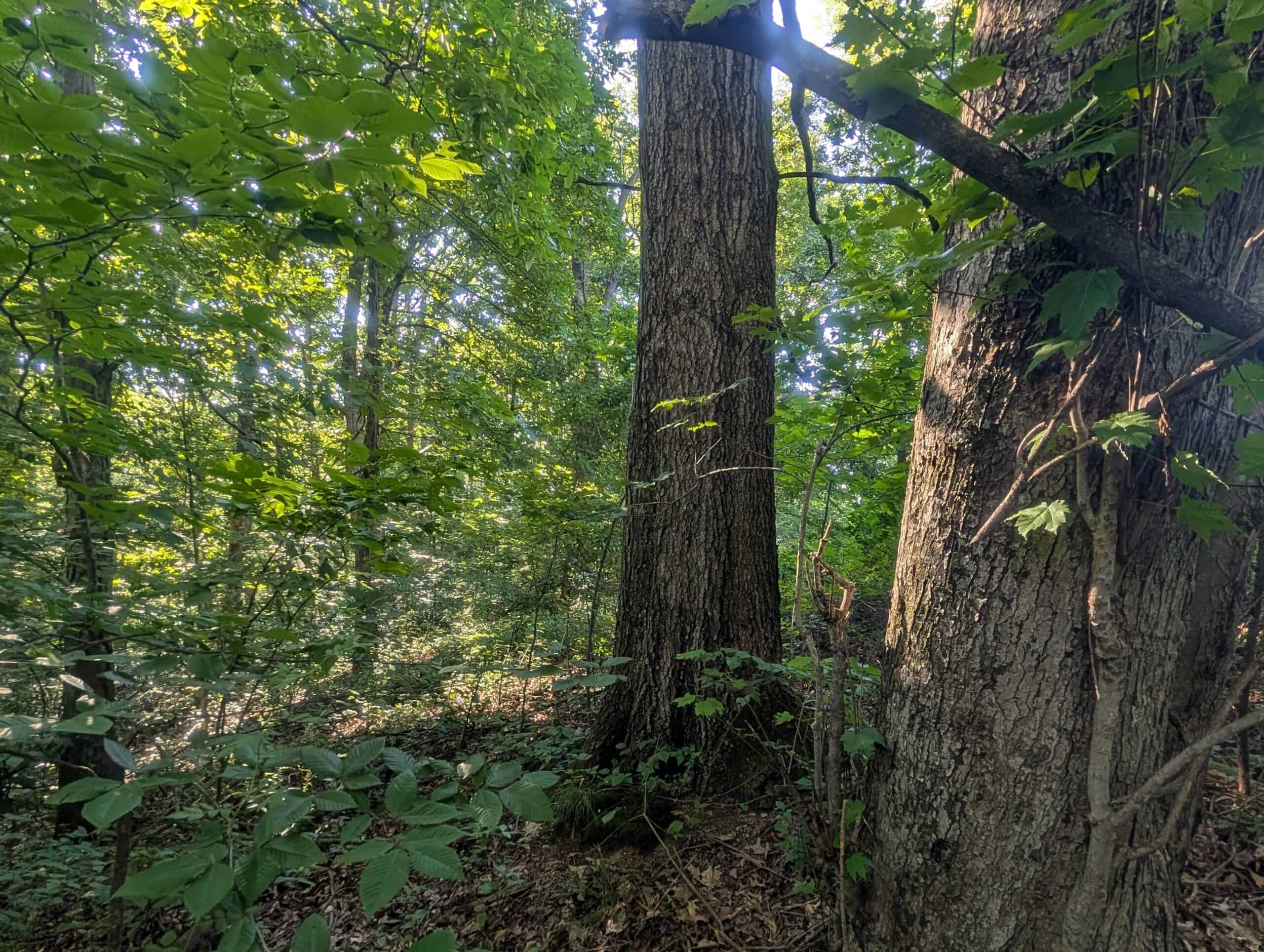 Dream Turnkey Morgan County Hunting Property
