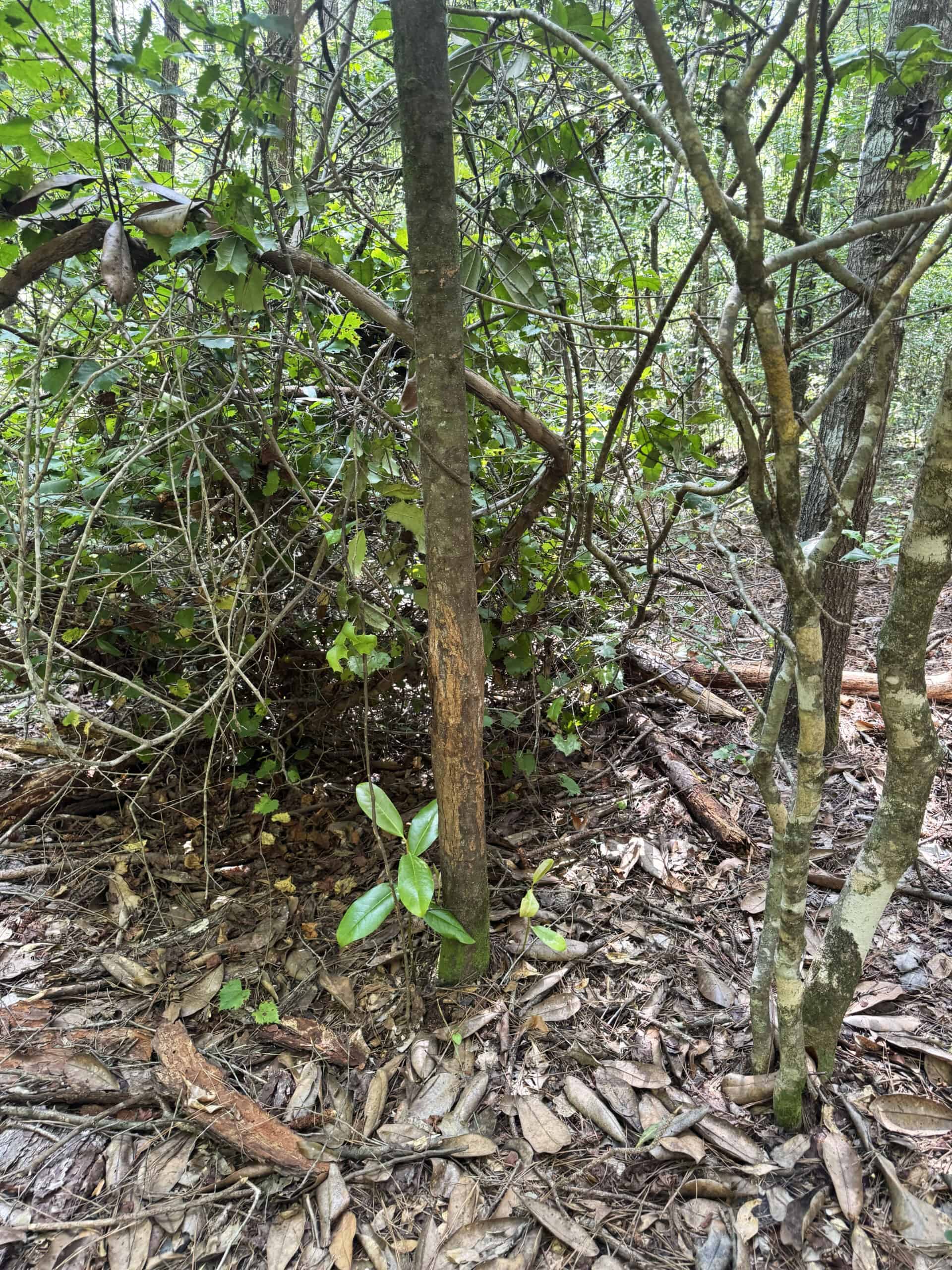 Cotton House Tract: premier 545ac hunting & recreational property in Randolph Cty