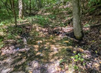 Prime Hunting Property in the Arkansas Ozarks