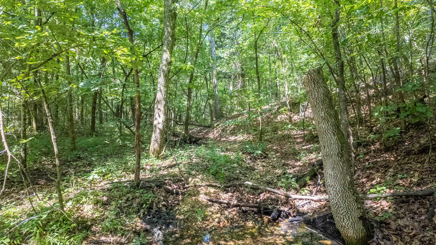 Prime Hunting Property in the Arkansas Ozarks