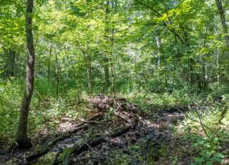 Prime Hunting Property in the Arkansas Ozarks