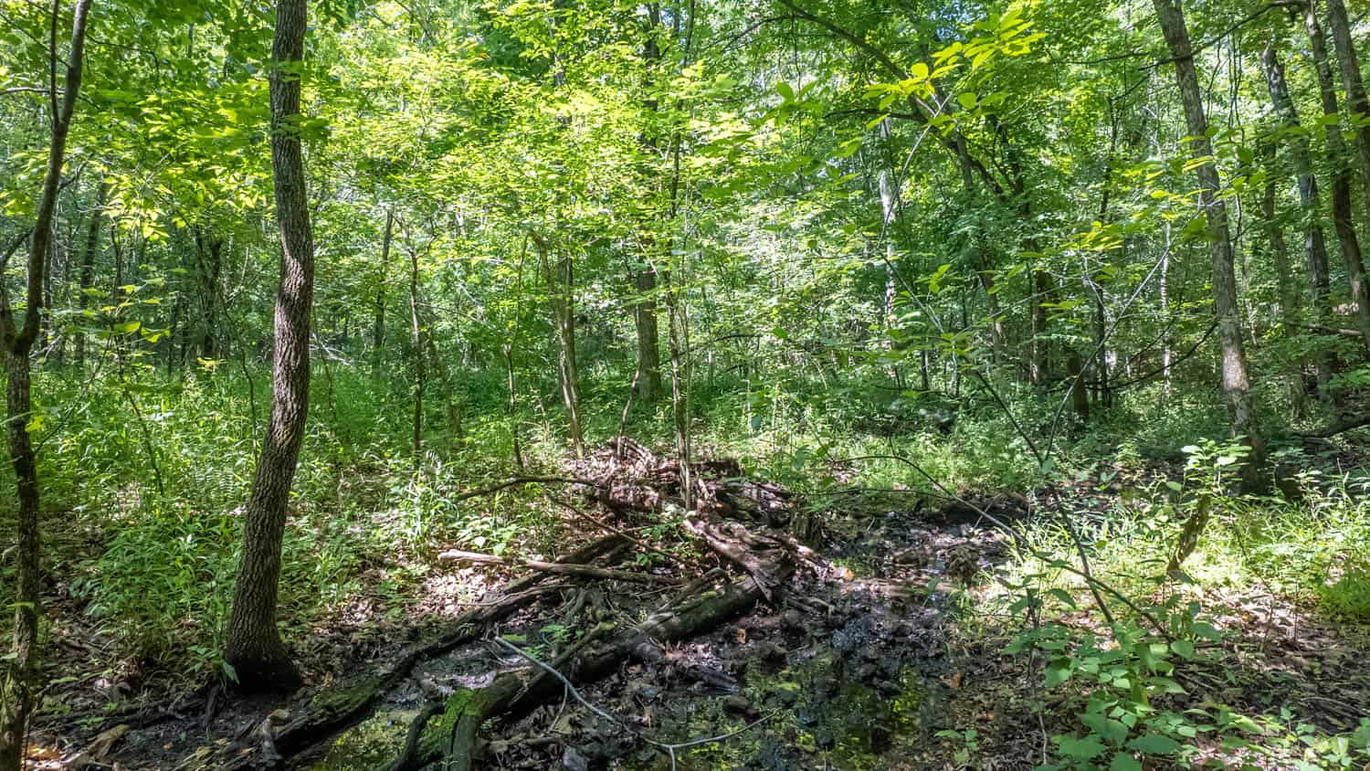 Prime Hunting Property in the Arkansas Ozarks