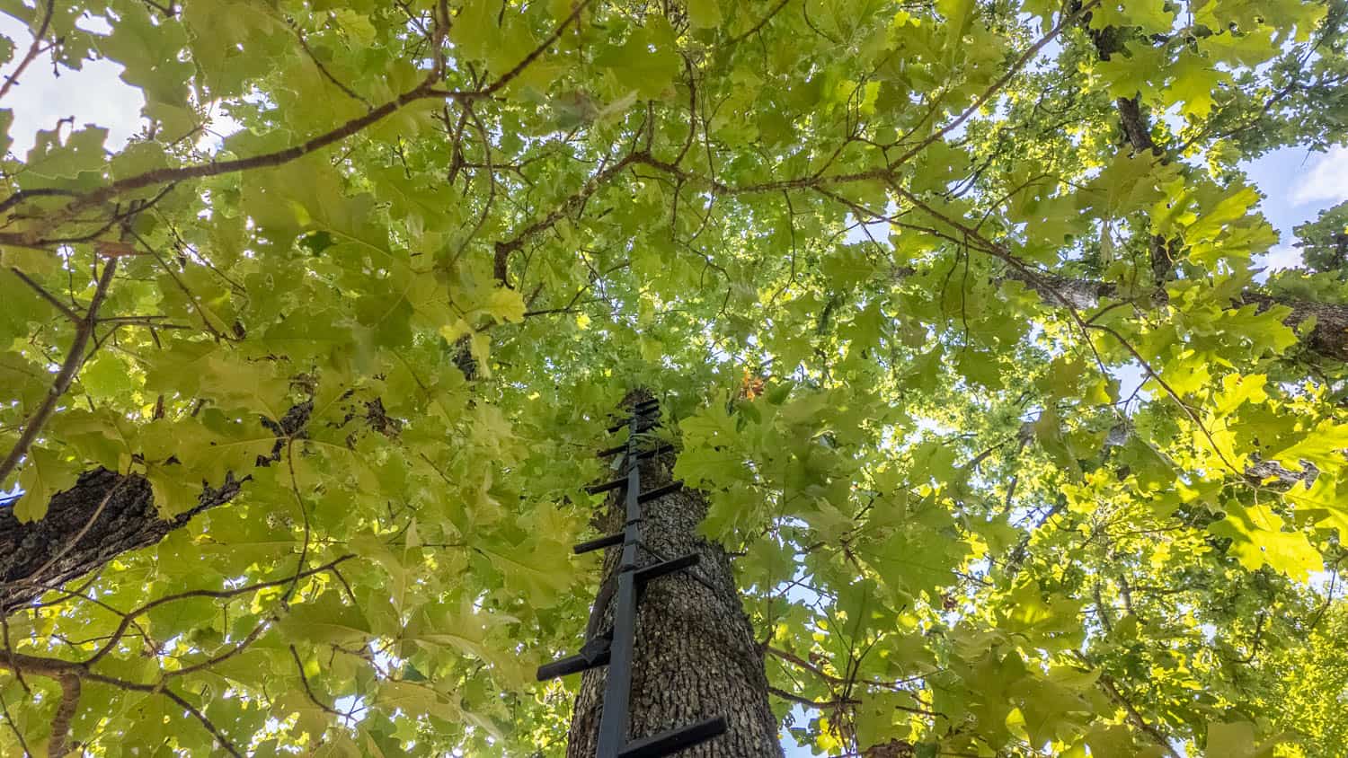 Prime Hunting Property in the Arkansas Ozarks