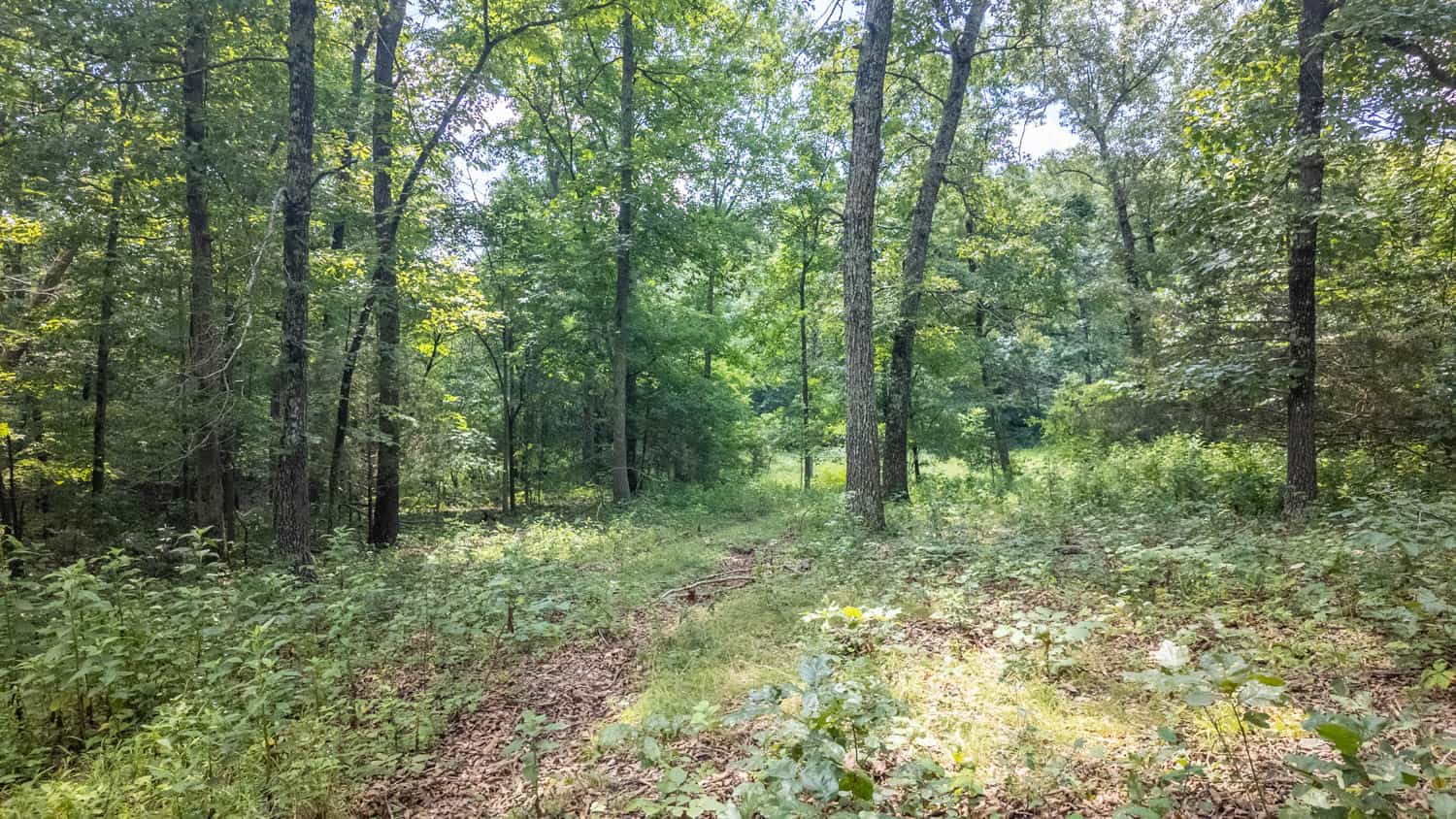 Prime Hunting Property in the Arkansas Ozarks