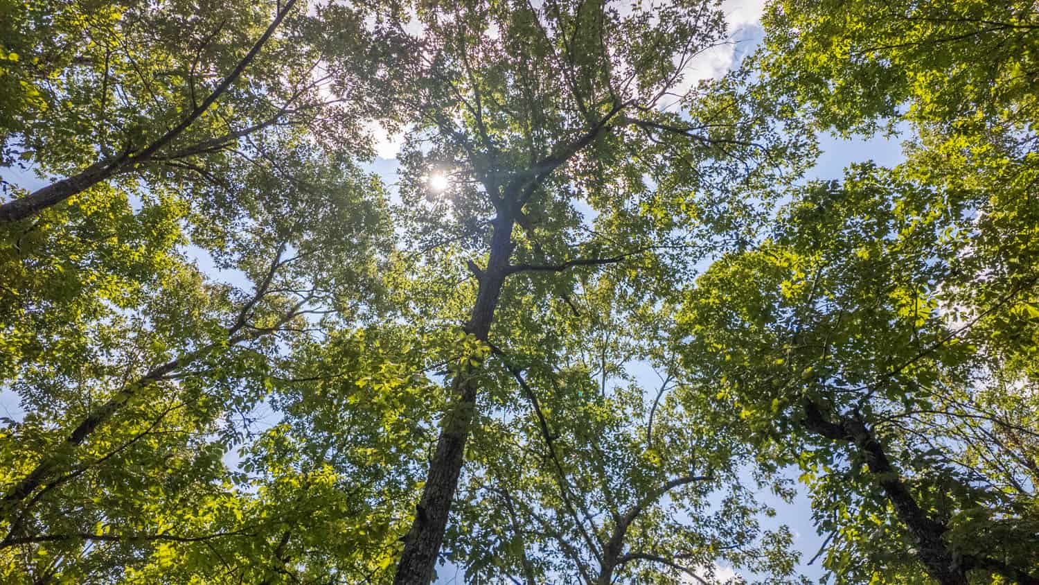 Prime Hunting Property in the Arkansas Ozarks