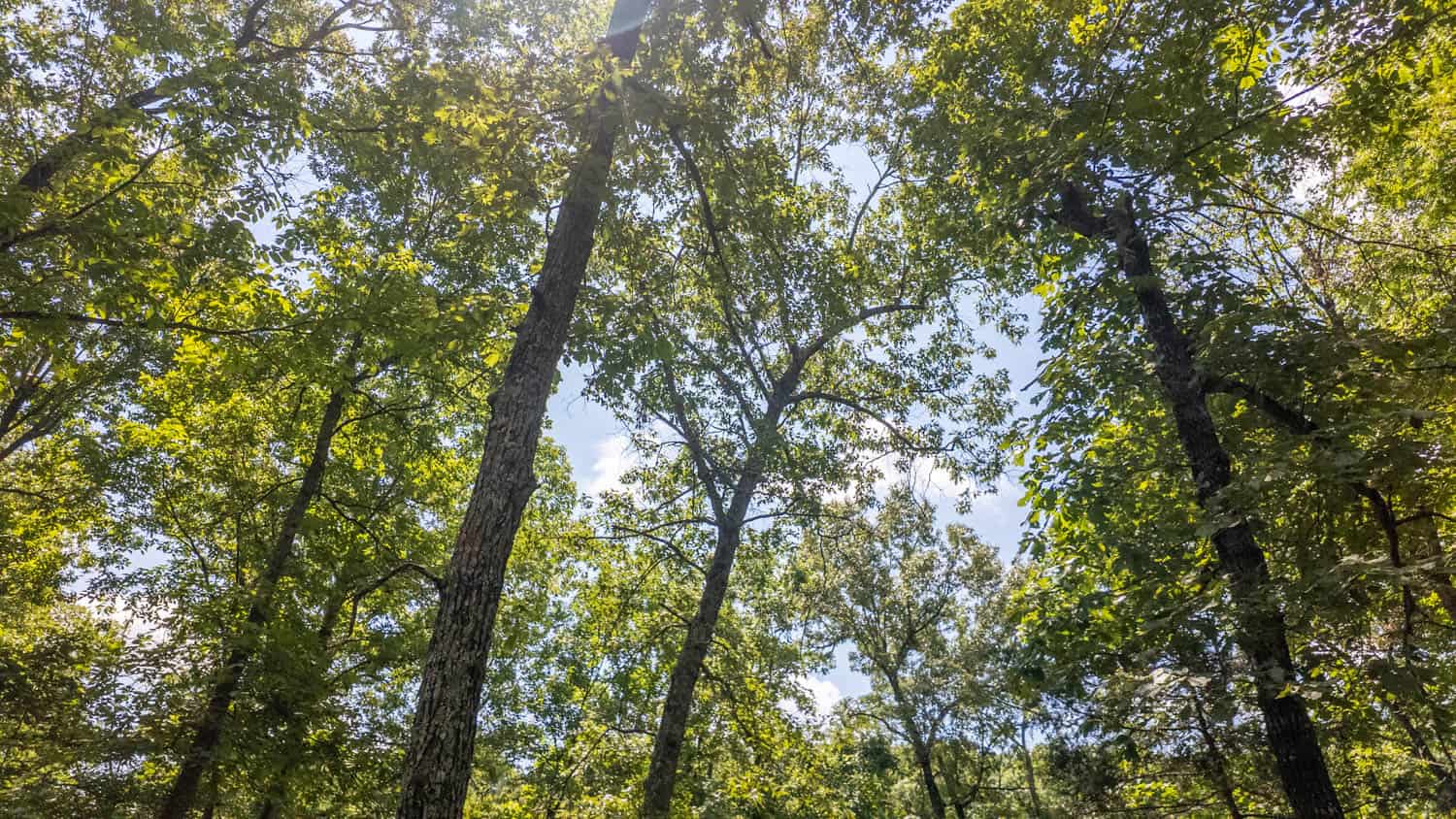 Prime Hunting Property in the Arkansas Ozarks