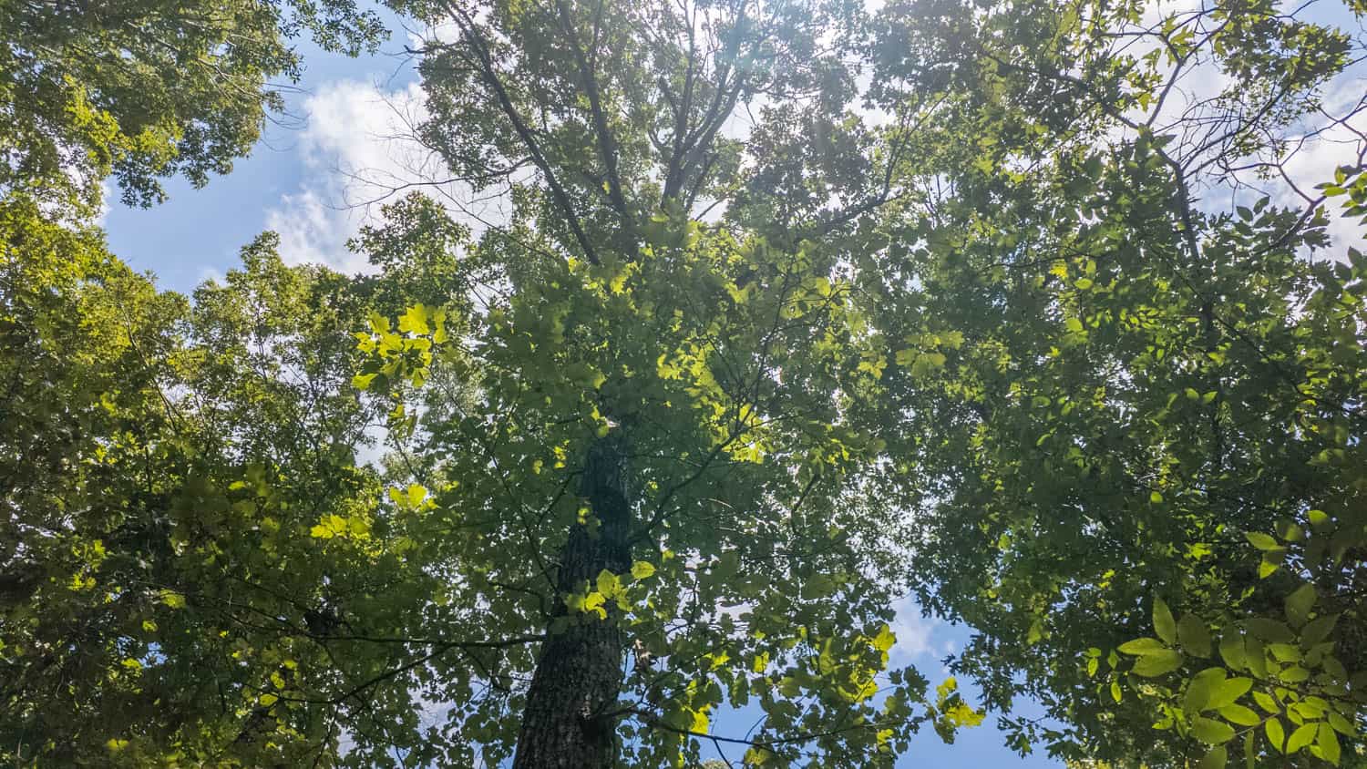 Prime Hunting Property in the Arkansas Ozarks