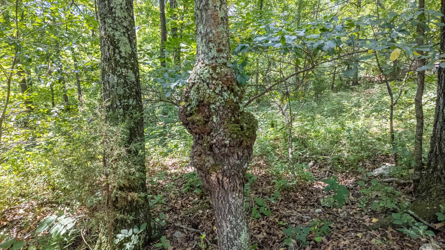 Prime Hunting Property in the Arkansas Ozarks