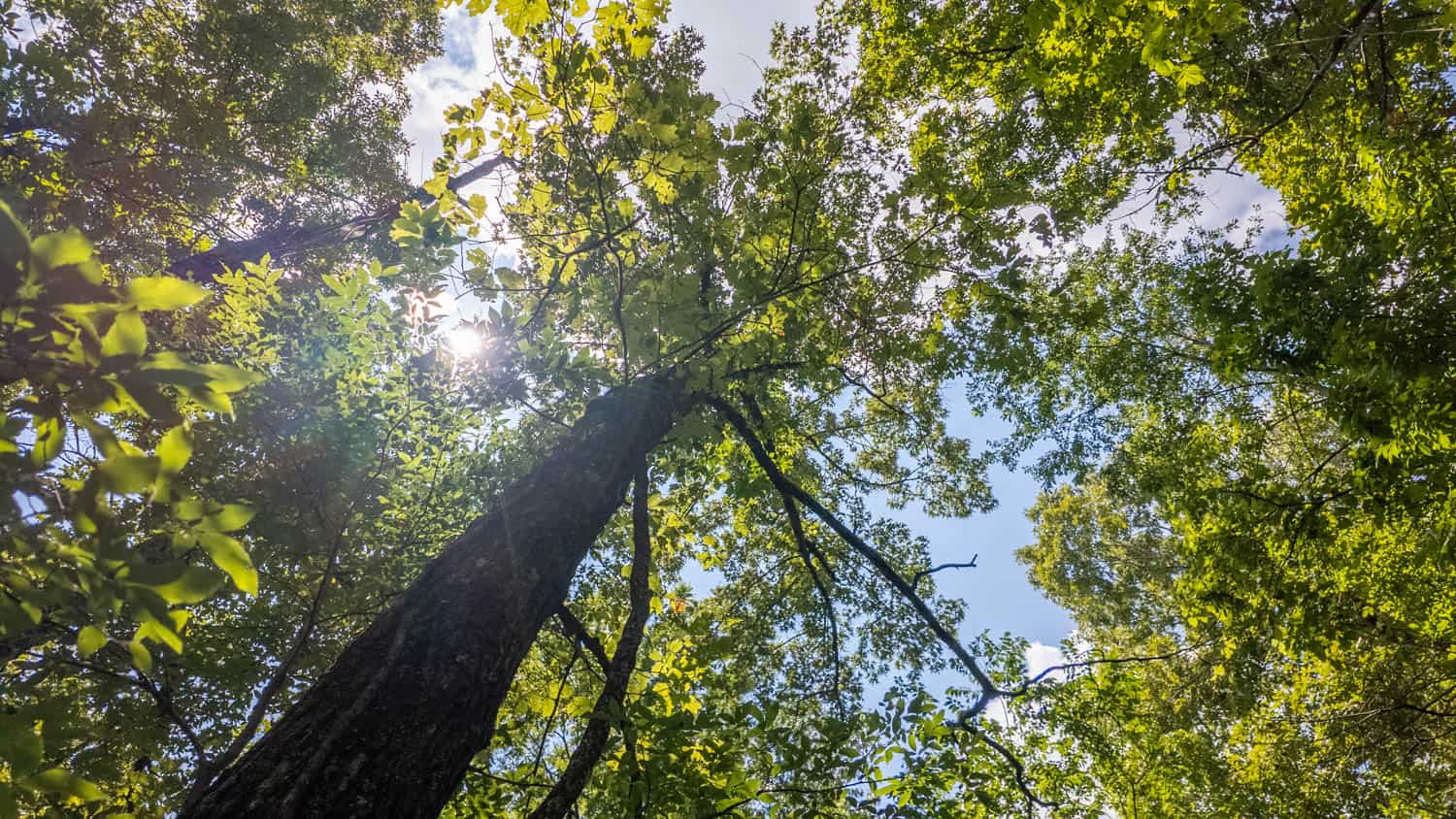 Prime Hunting Property in the Arkansas Ozarks