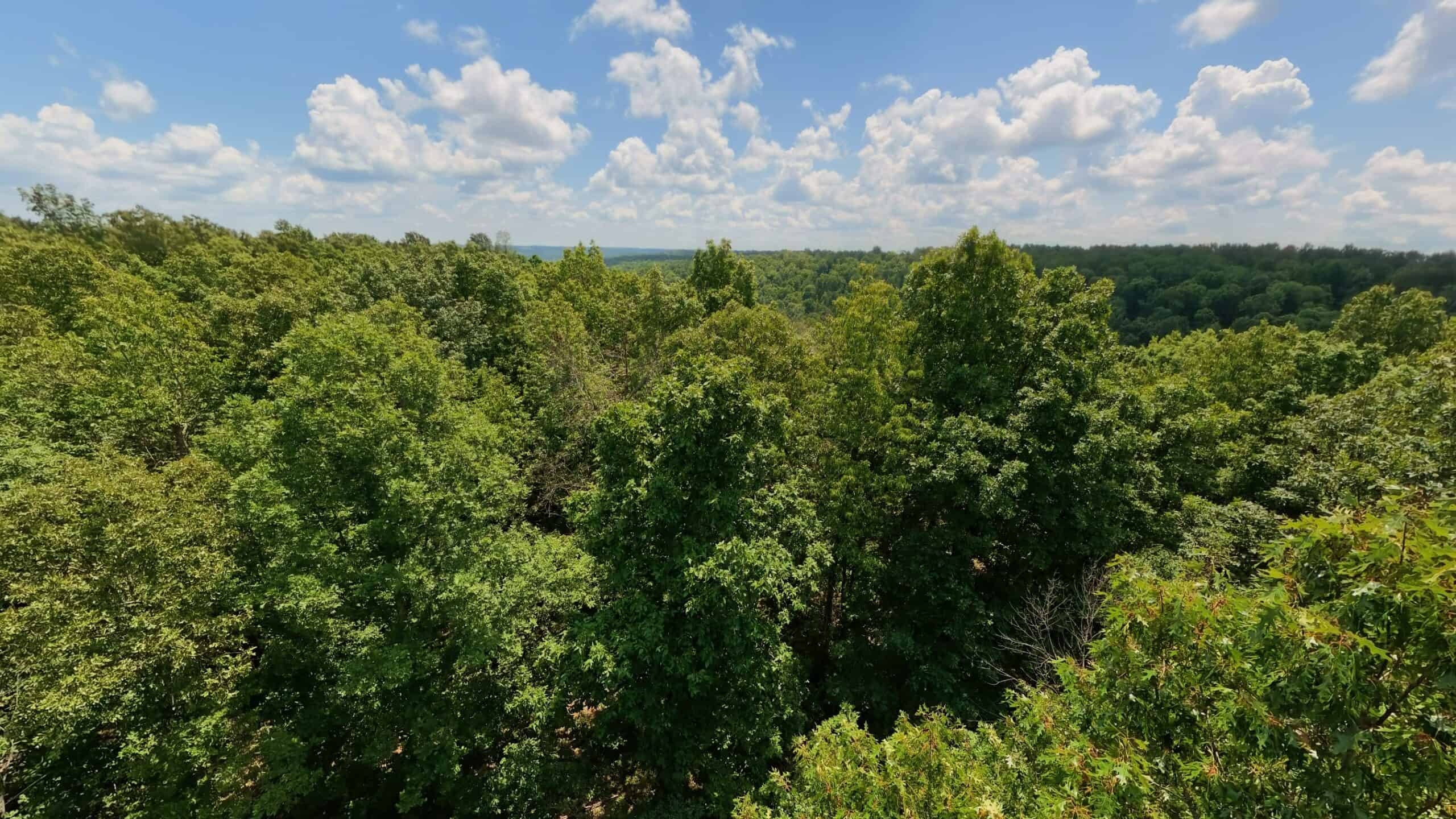 Prime Hunting Property in the Arkansas Ozarks