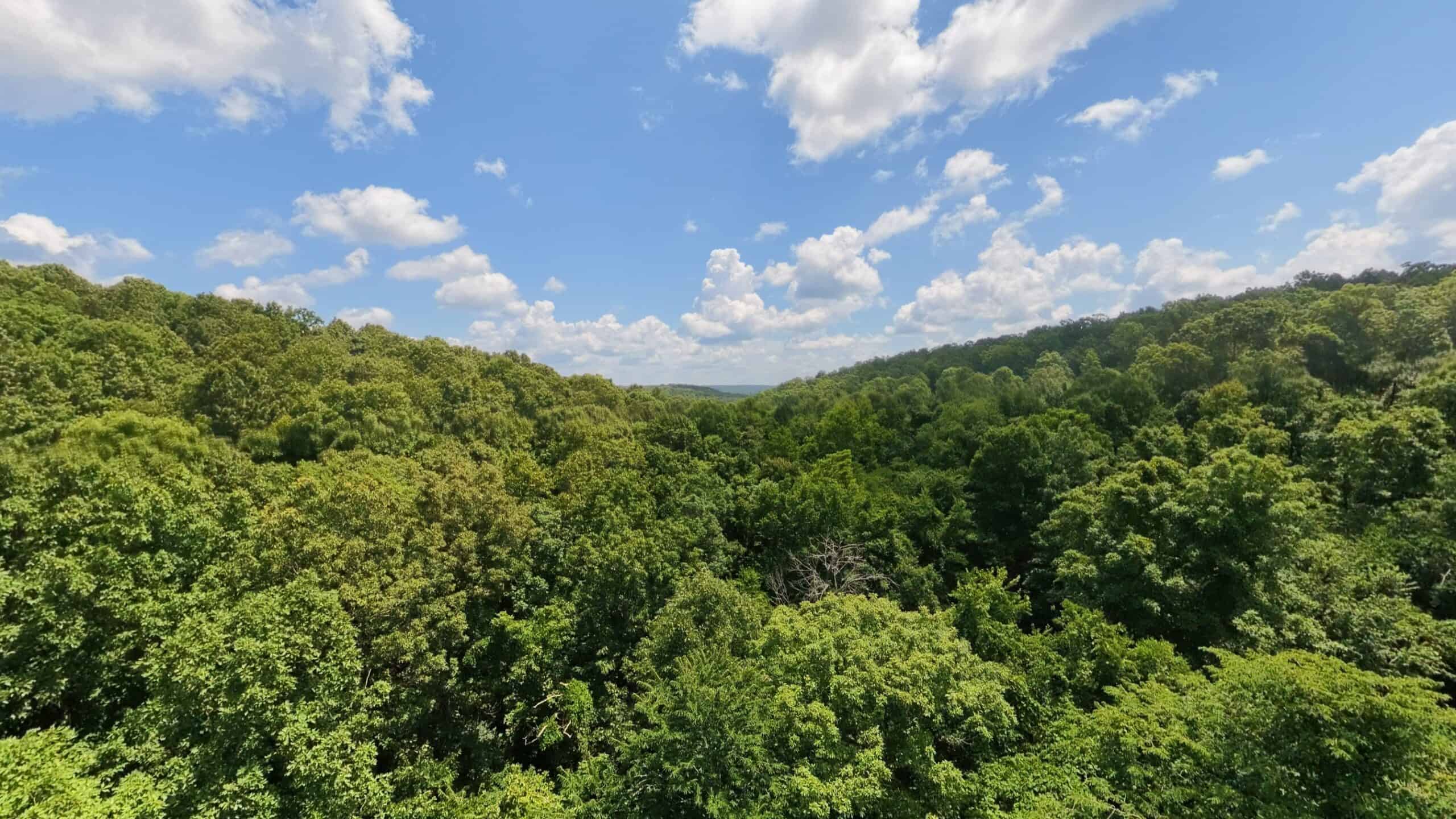 Prime Hunting Property in the Arkansas Ozarks