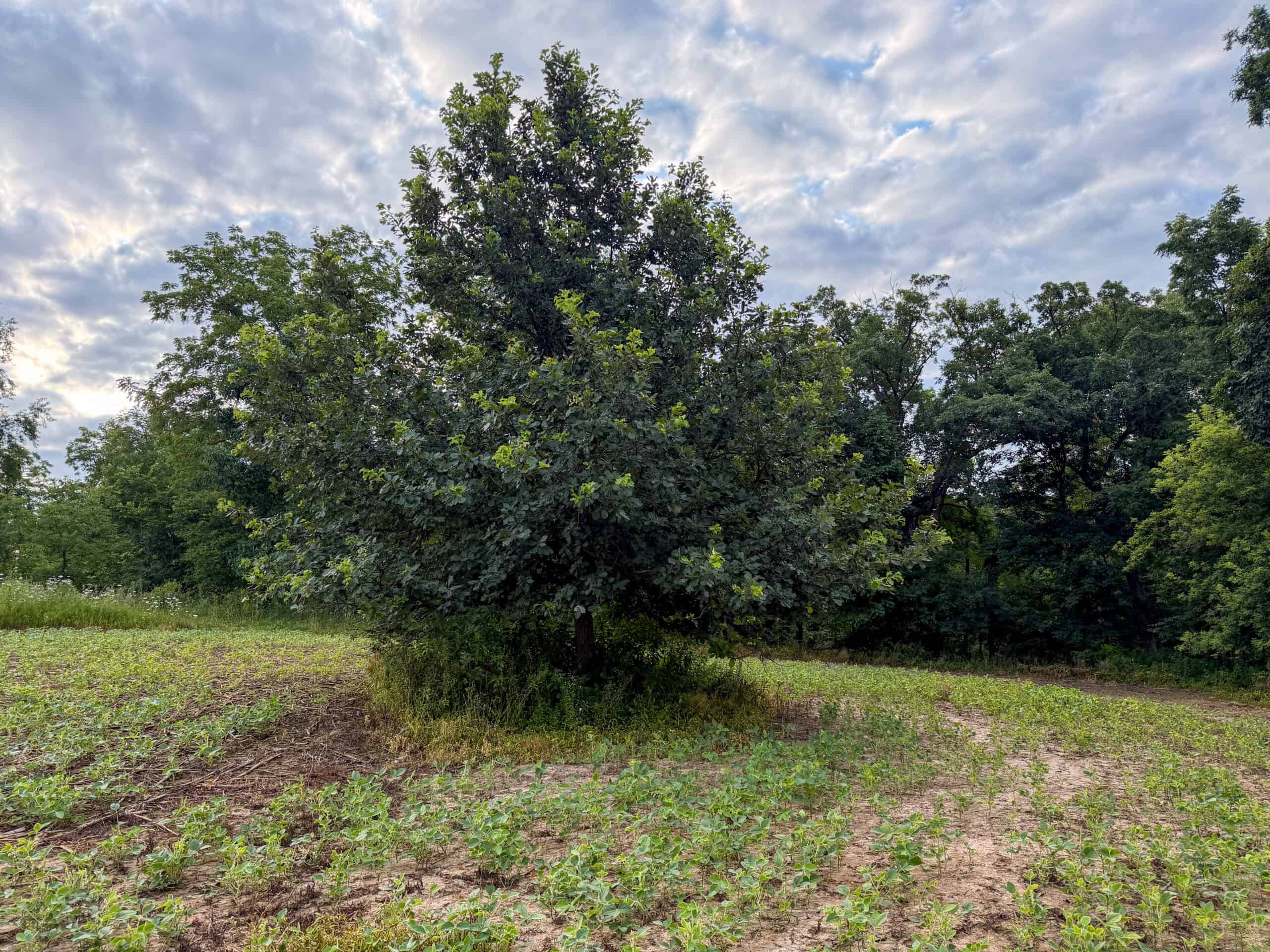 42+/- Acres with 4 Bedroom Home in Decorah IA