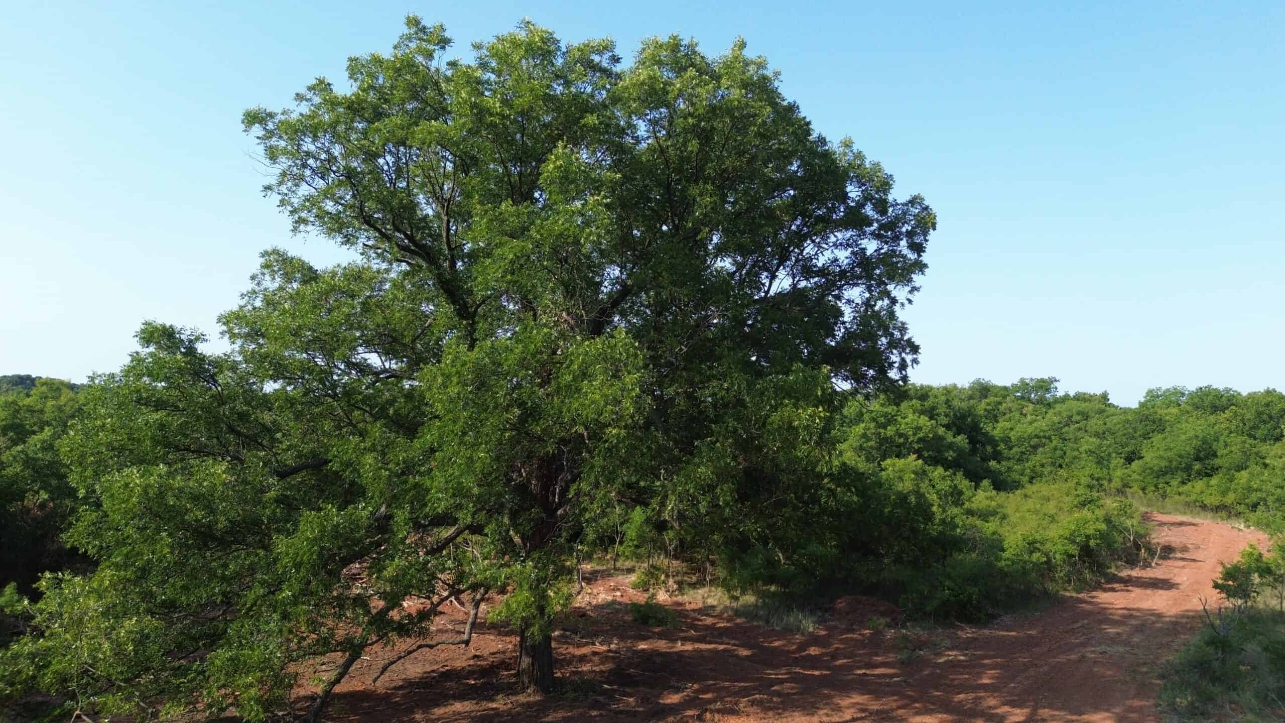 Stunning 391 ac Ranch in Clay County, TX