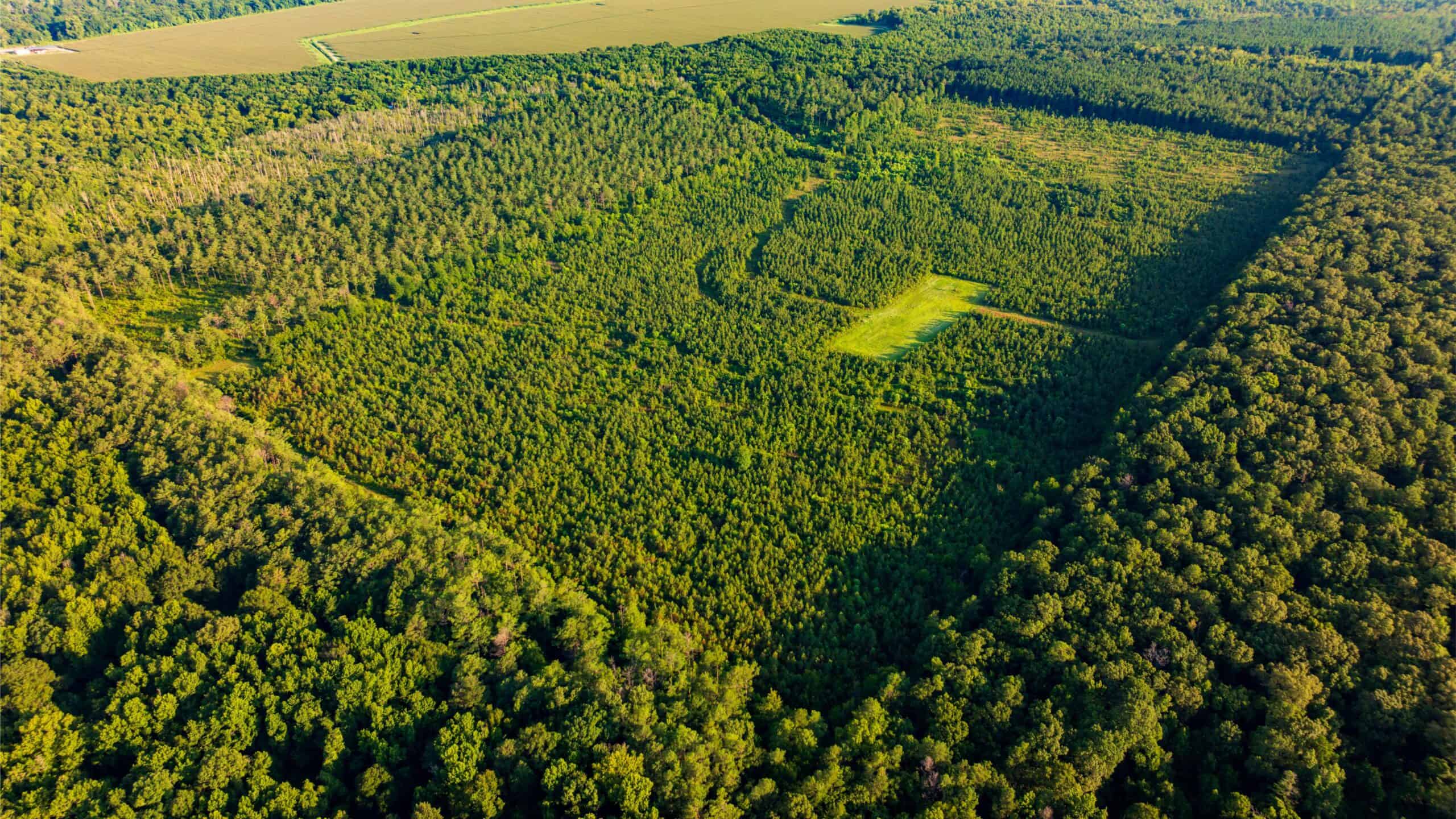 Jelks Bayou 360 – Timber and Hunting Investment Morehouse Parish