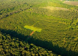 Jelks Bayou 360 – Timber and Hunting Investment Morehouse Parish