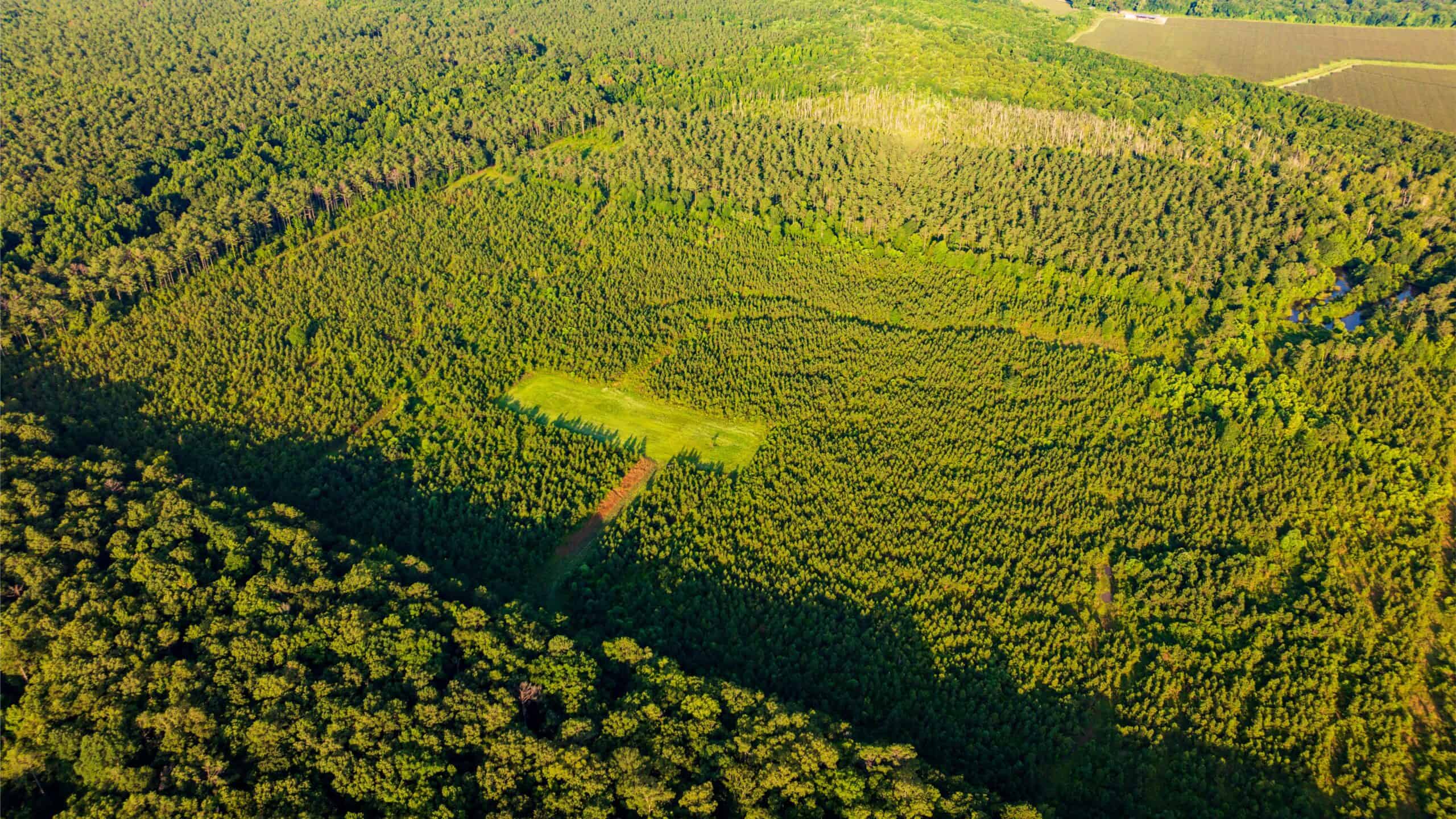 Jelks Bayou 360 – Timber and Hunting Investment Morehouse Parish