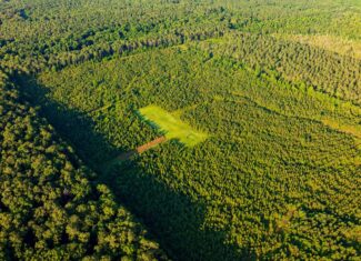 Jelks Bayou 360 – Timber and Hunting Investment Morehouse Parish