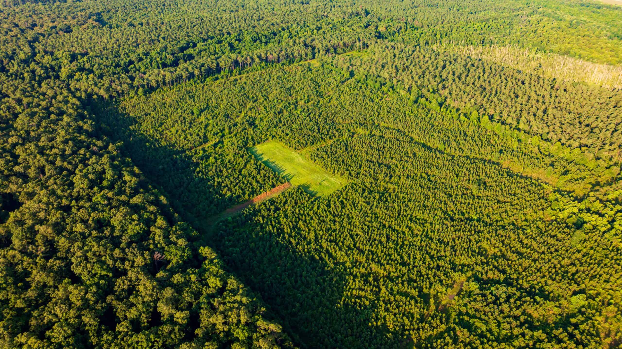 Jelks Bayou 360 – Timber and Hunting Investment Morehouse Parish