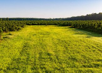 Jelks Bayou 360 – Timber and Hunting Investment Morehouse Parish