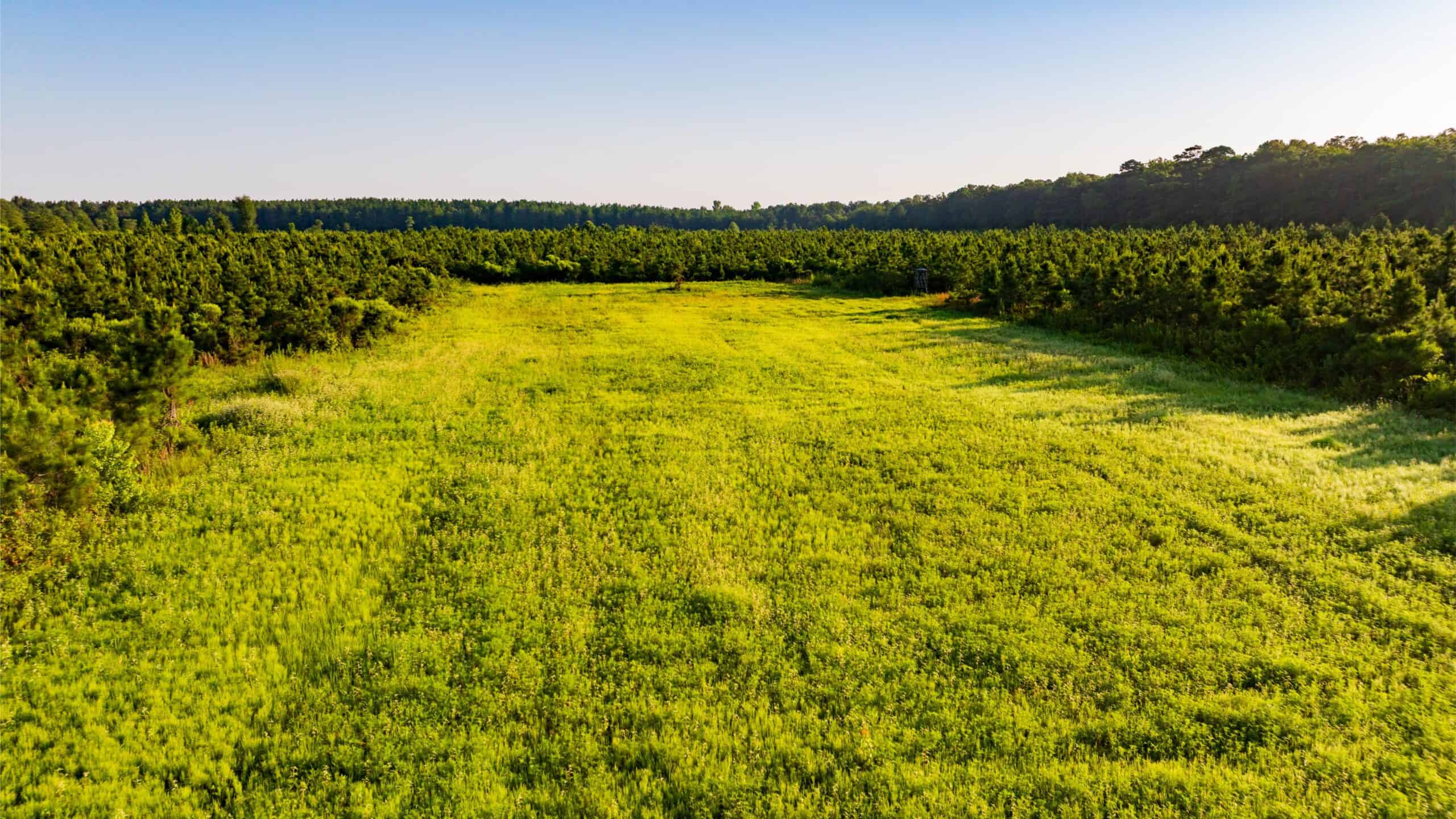 Jelks Bayou 360 – Timber and Hunting Investment Morehouse Parish