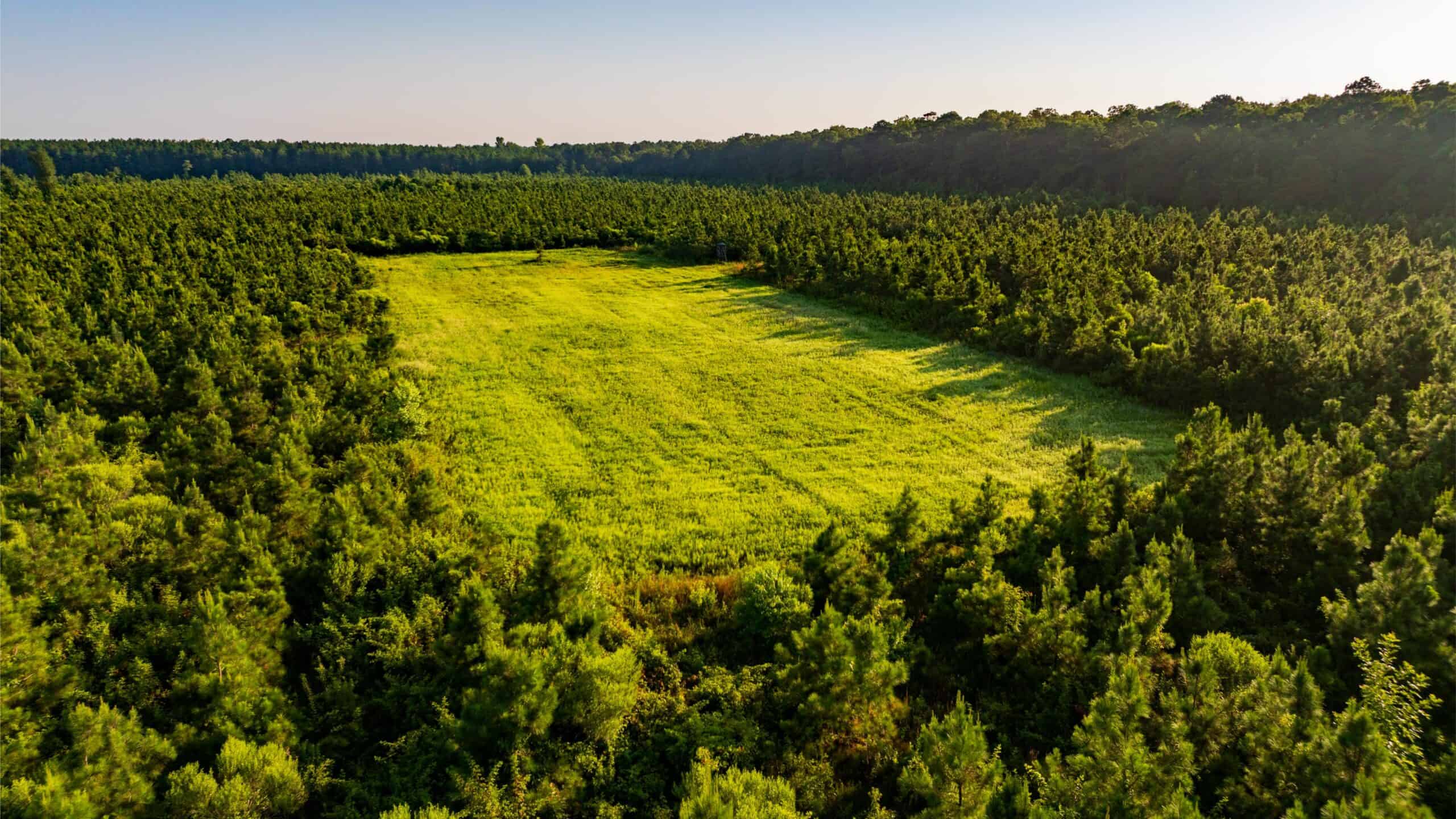 Jelks Bayou 360 – Timber and Hunting Investment Morehouse Parish