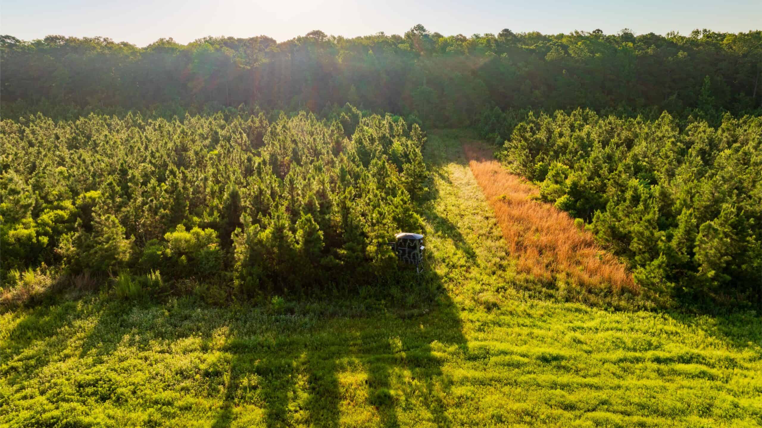 Jelks Bayou 360 – Timber and Hunting Investment Morehouse Parish
