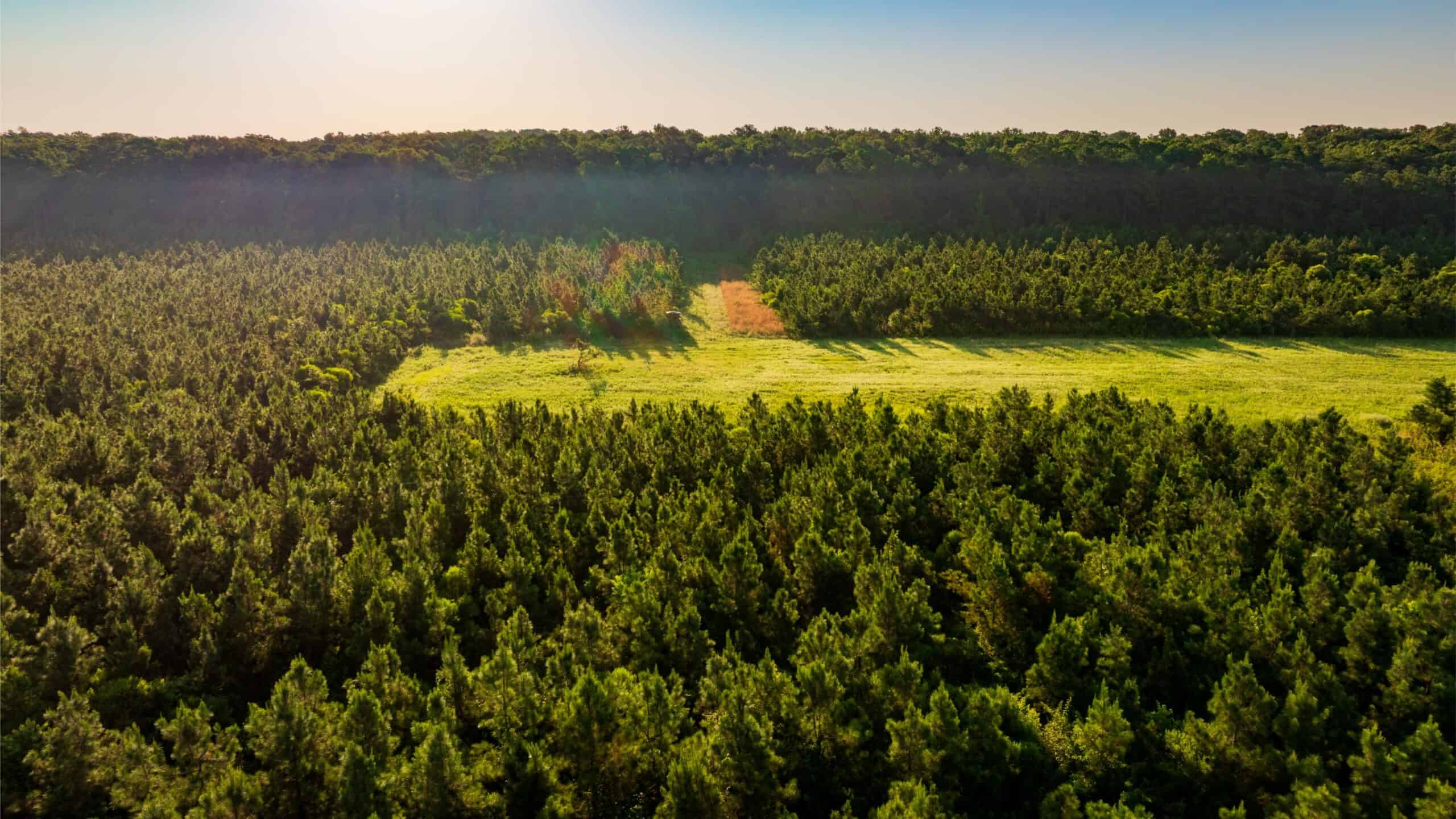 Jelks Bayou 360 – Timber and Hunting Investment Morehouse Parish