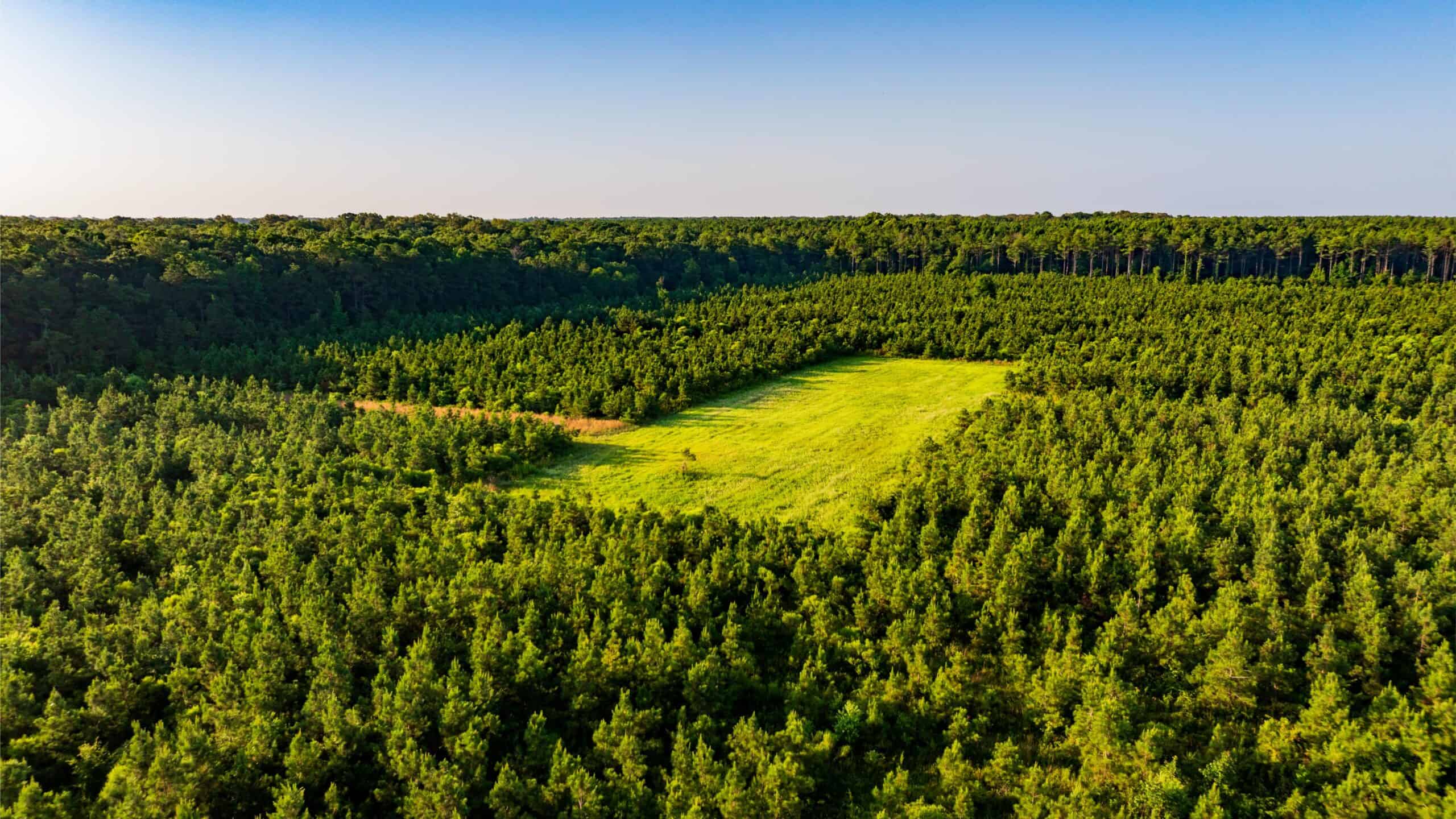 Jelks Bayou 360 – Timber and Hunting Investment Morehouse Parish