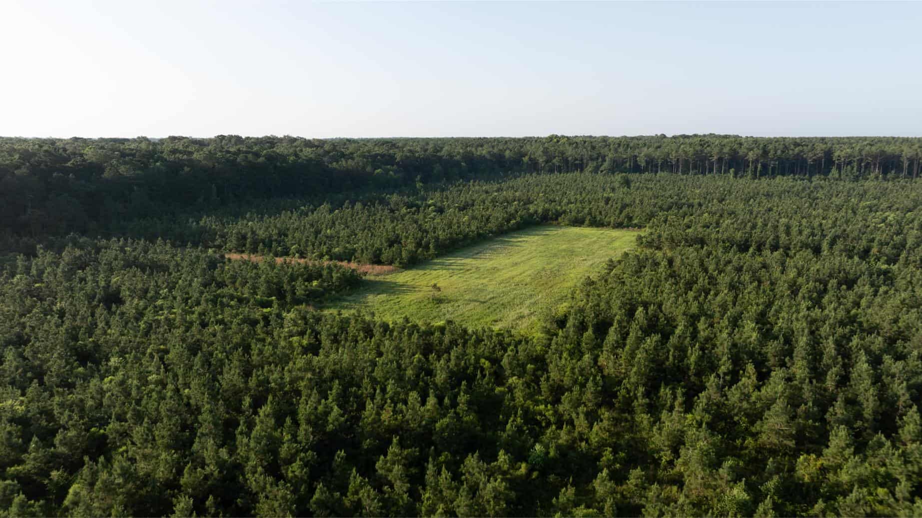 Jelks Bayou 360 – Timber and Hunting Investment Morehouse Parish