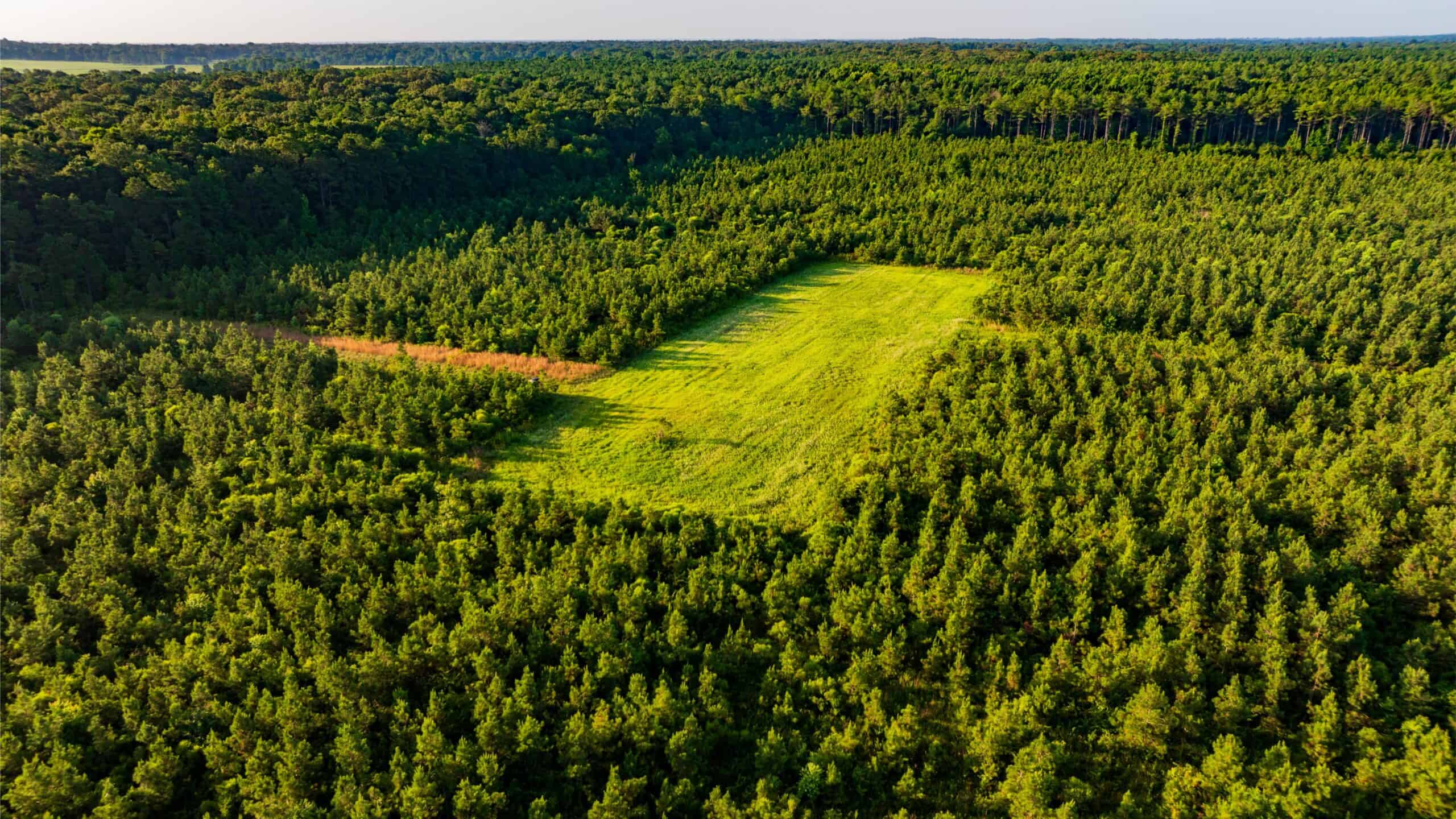 Jelks Bayou 360 – Timber and Hunting Investment Morehouse Parish